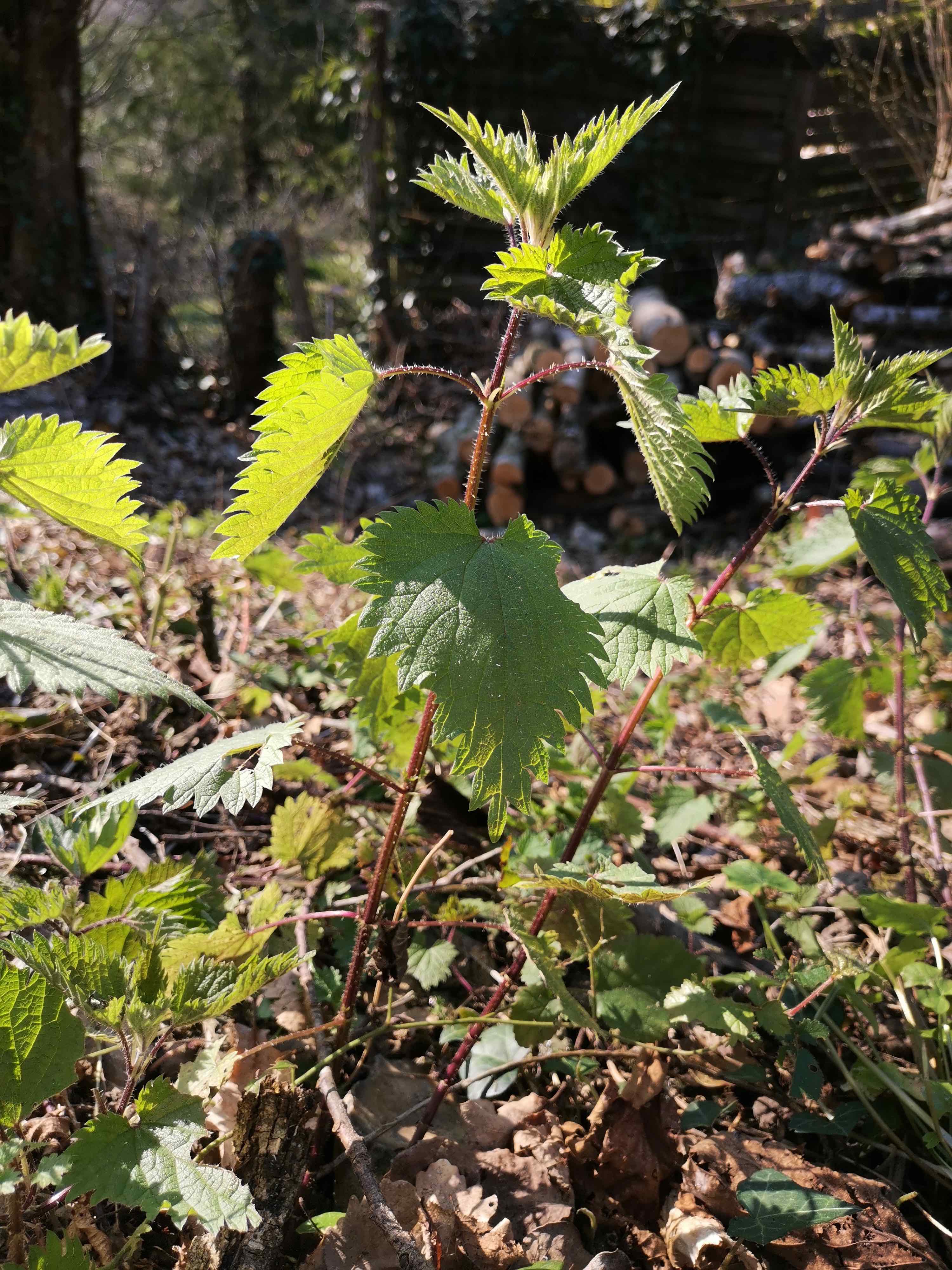 Annexe IMG_20200327_160017.jpg