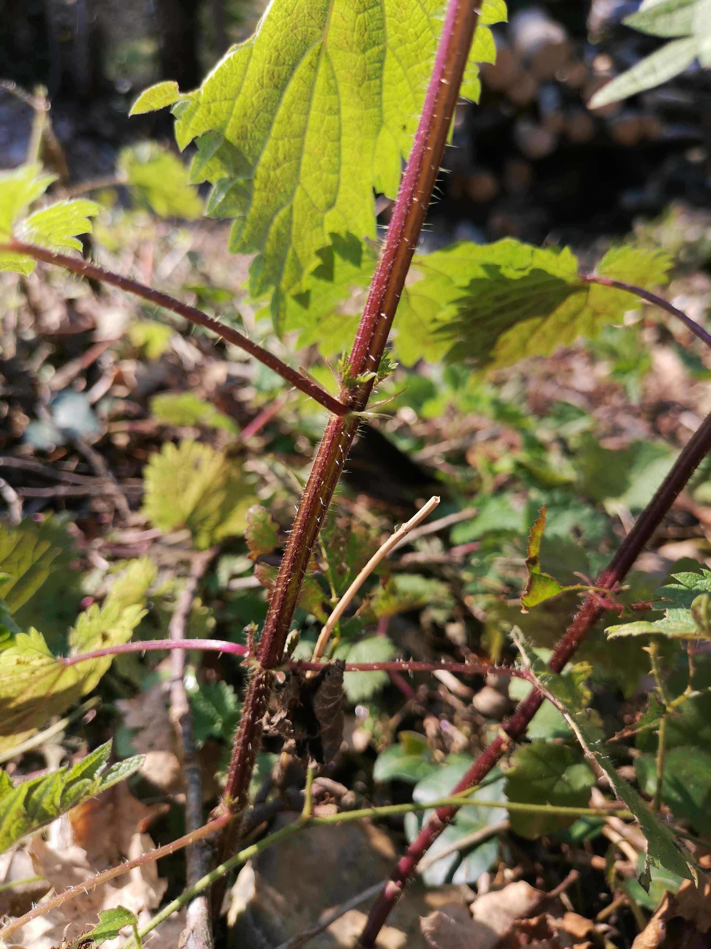 Annexe IMG_20200327_160050.jpg