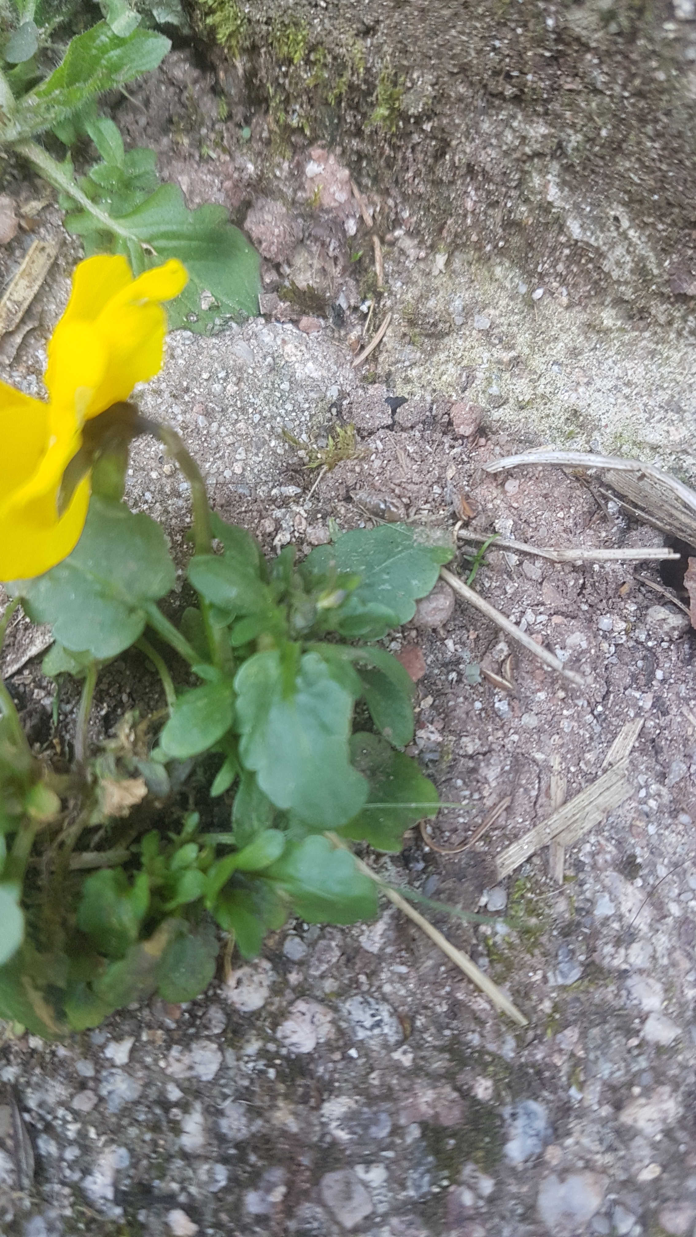 Annexe pensée sauvage 02.jpg