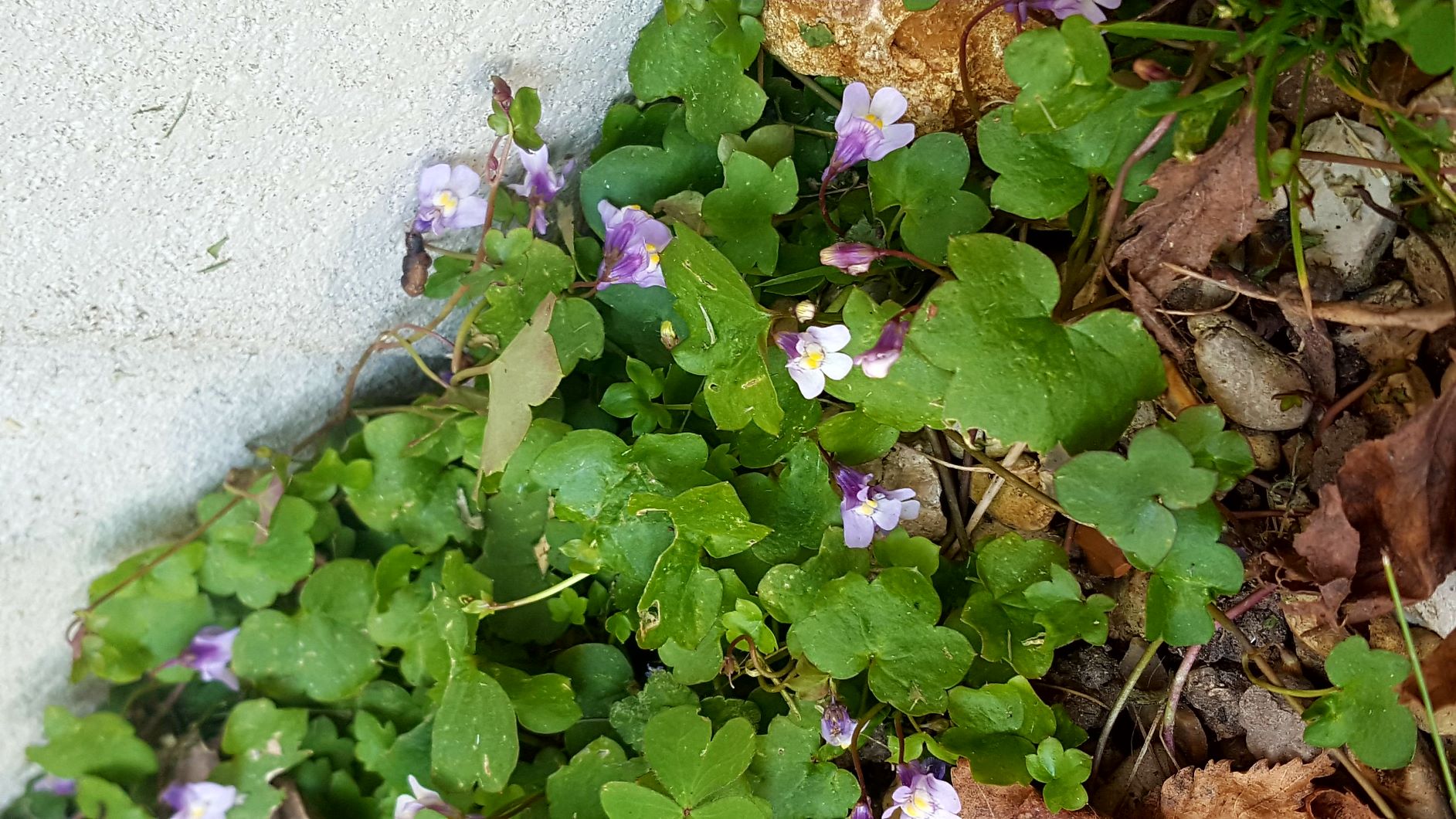 Annexe 20200327_145355.jpg