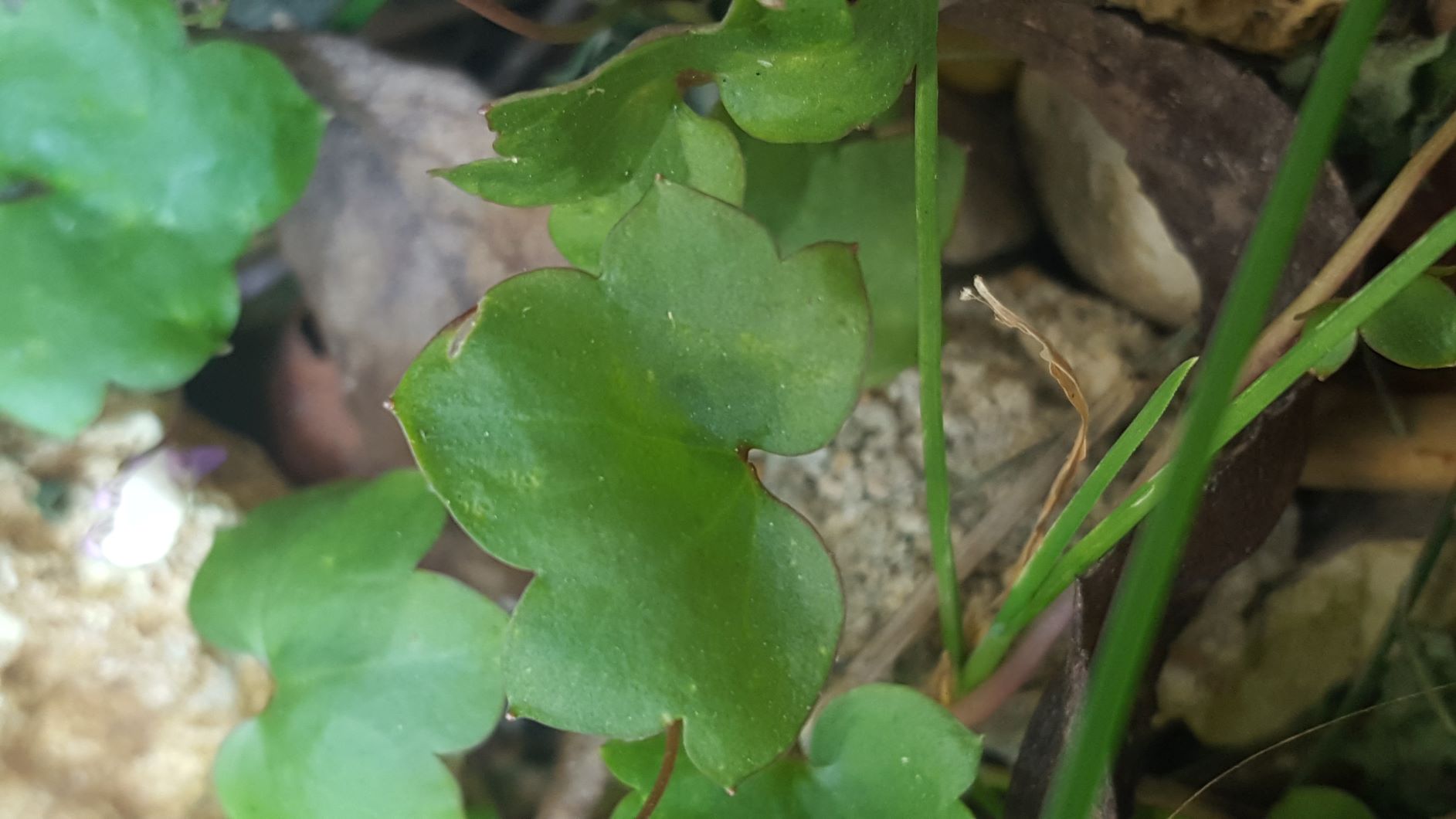 Annexe 20200327_145425.jpg