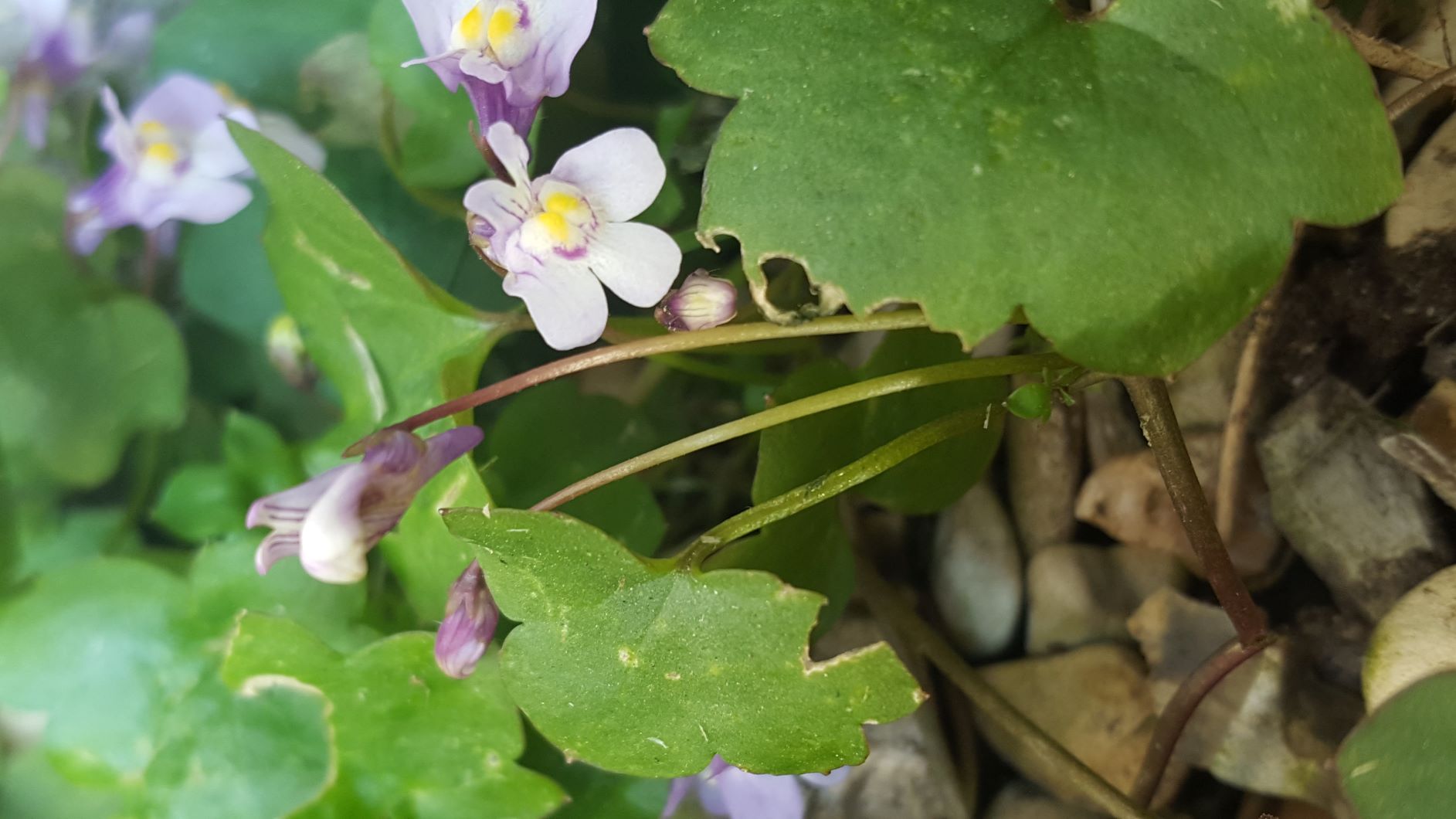 Annexe 20200327_145554.jpg