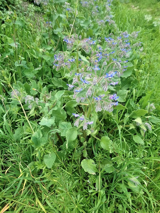 Annexe Bourrache44.jpg