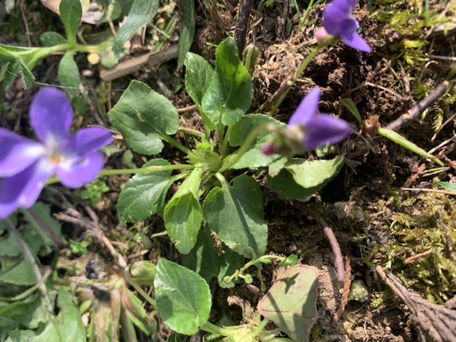 Annexe Feuillage viola hirta.jpeg