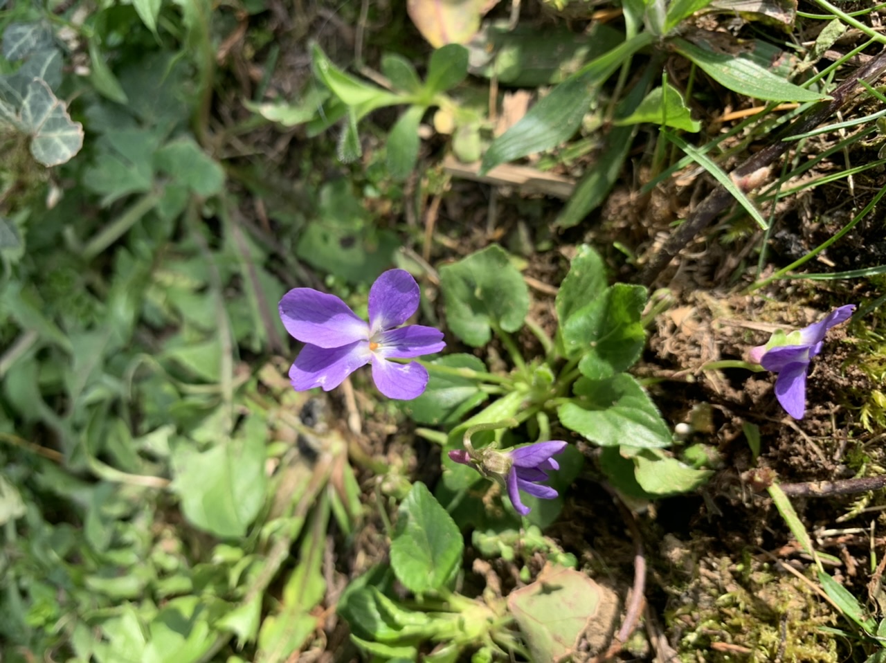 Annexe Fleur viola hirta.jpeg