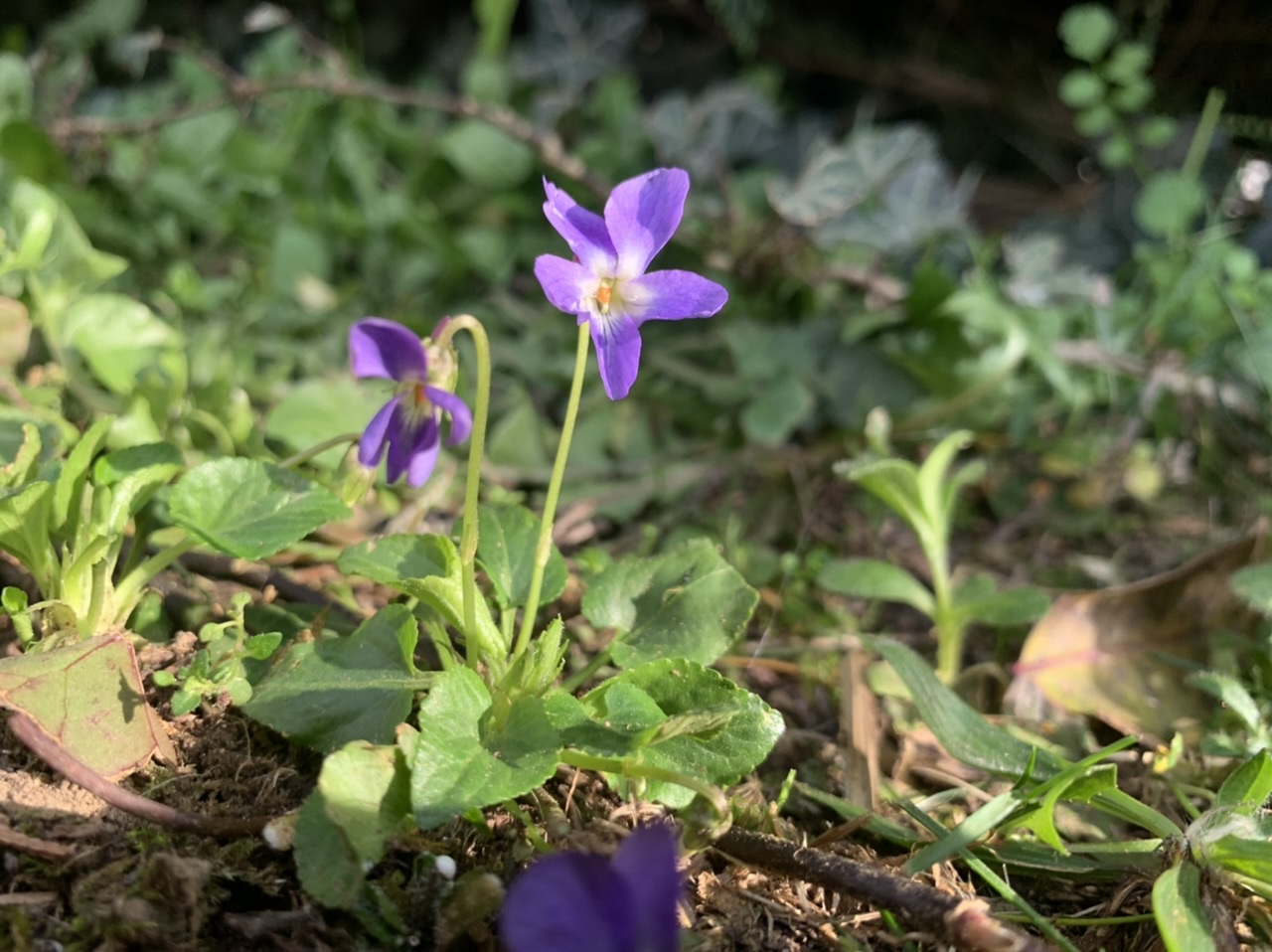 Annexe Viola hirta.jpeg