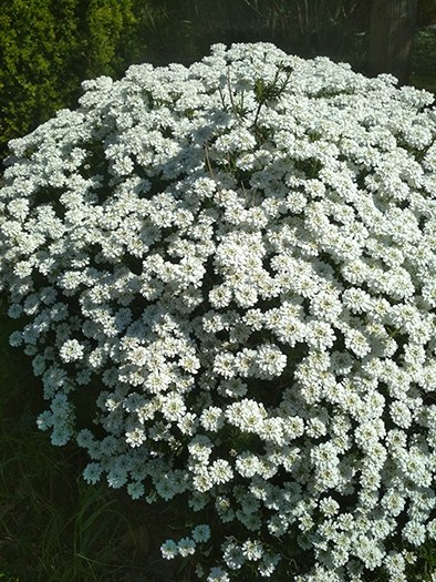 Annexe IMG_20200327_123716.jpg