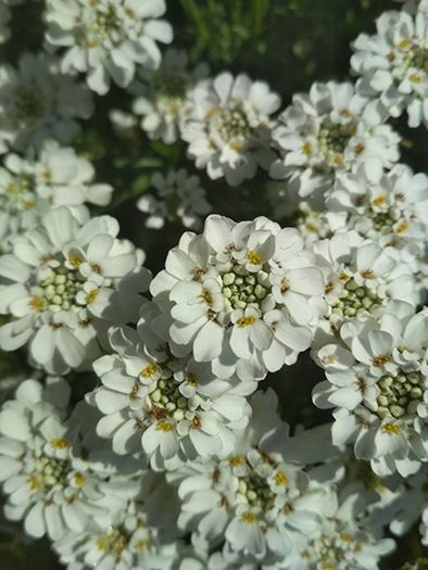 Annexe IMG_20200327_123727.jpg