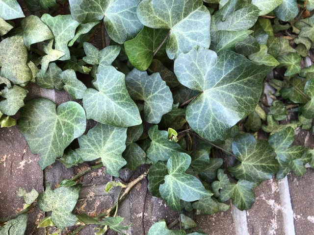 Annexe F7E69BE4-950F-4D9E-9FAD-A2D2DCB72929.jpeg