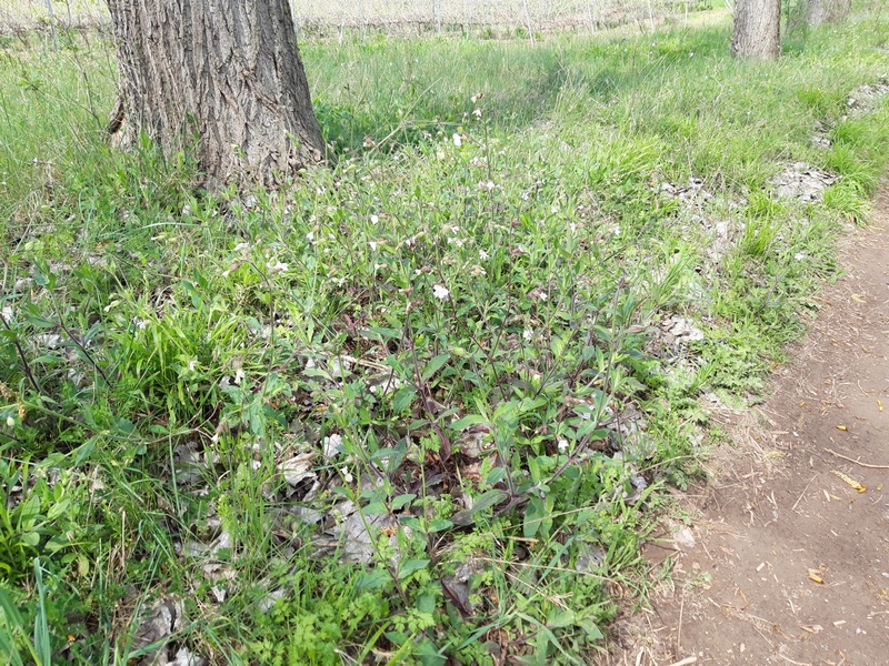 Annexe 20200327_124533 (Copier).jpg