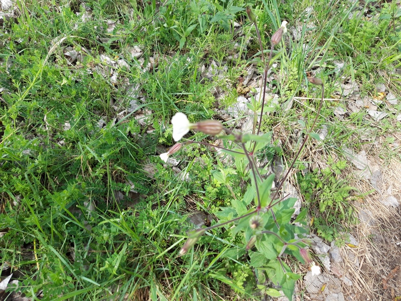 Annexe 20200327_124559 (Copier).jpg