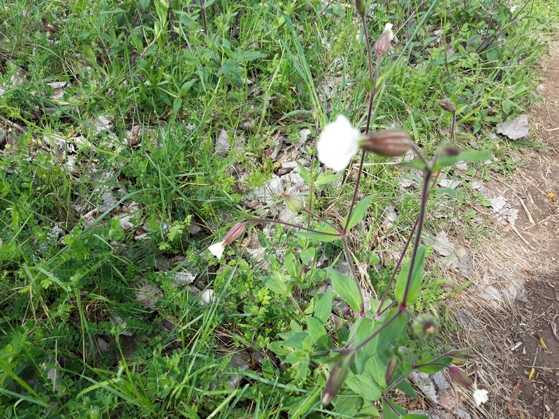 Annexe 20200327_124628 (Copier).jpg