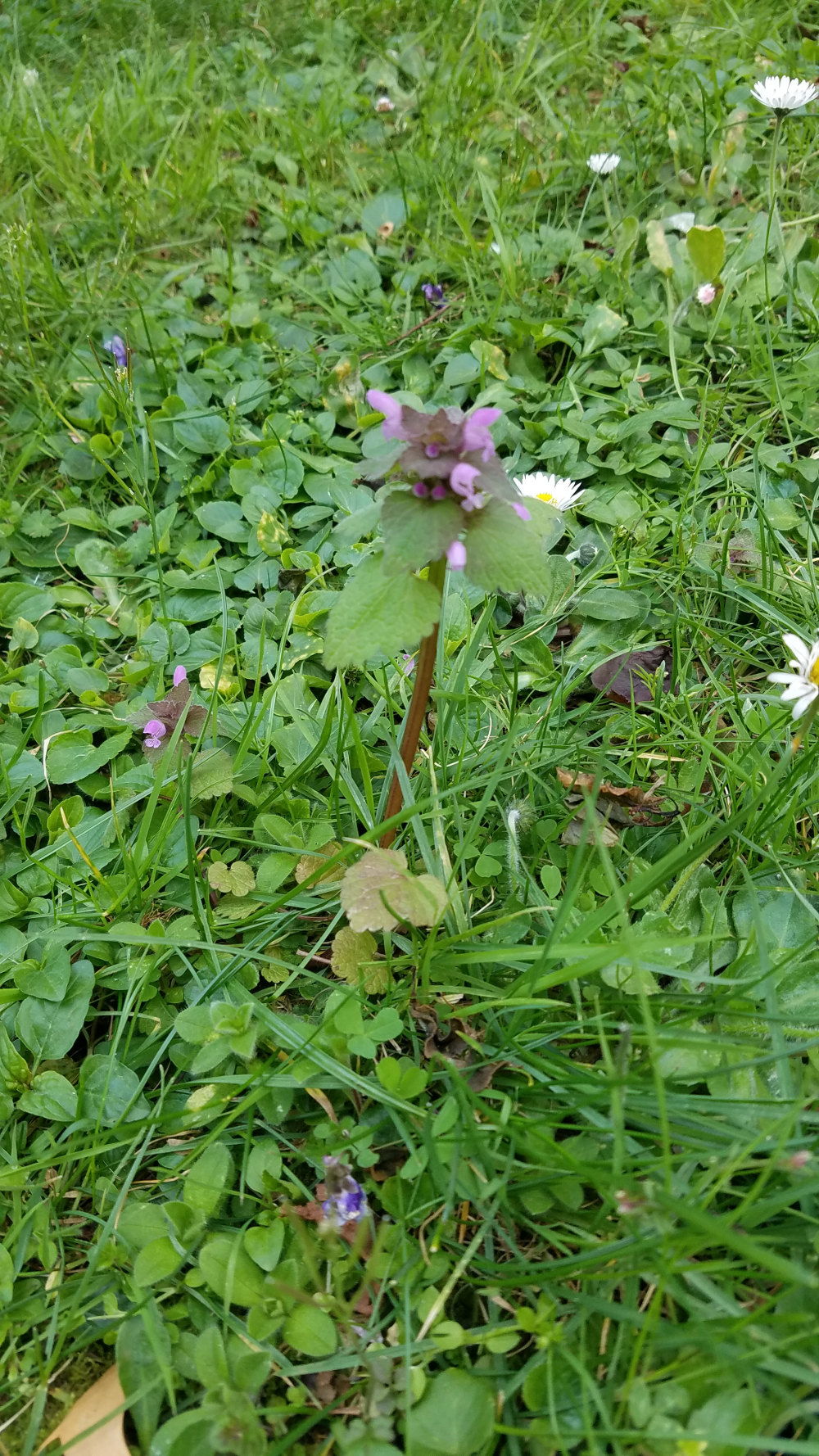 Annexe 20200327_155719.jpg