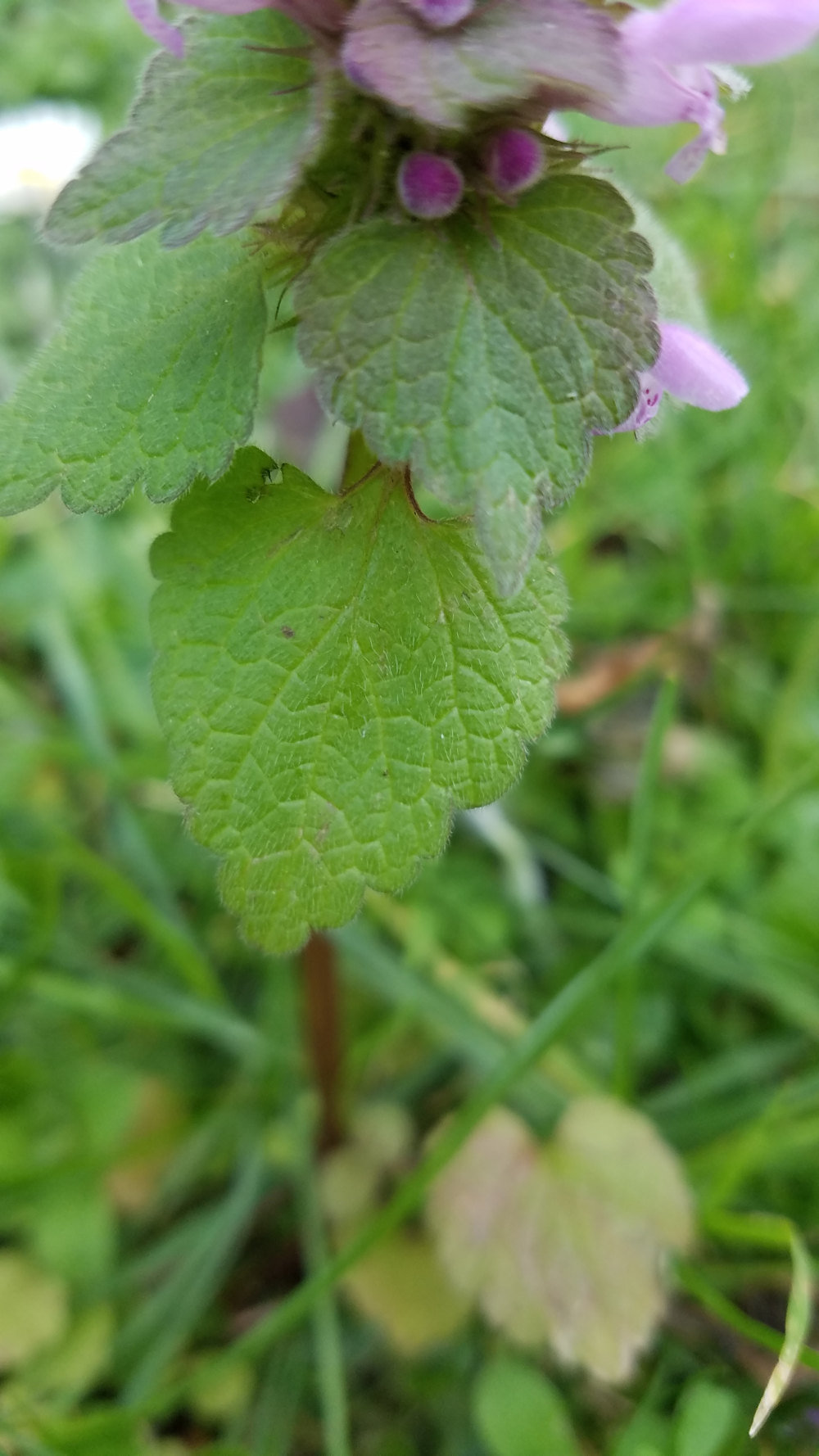 Annexe 20200327_155739.jpg