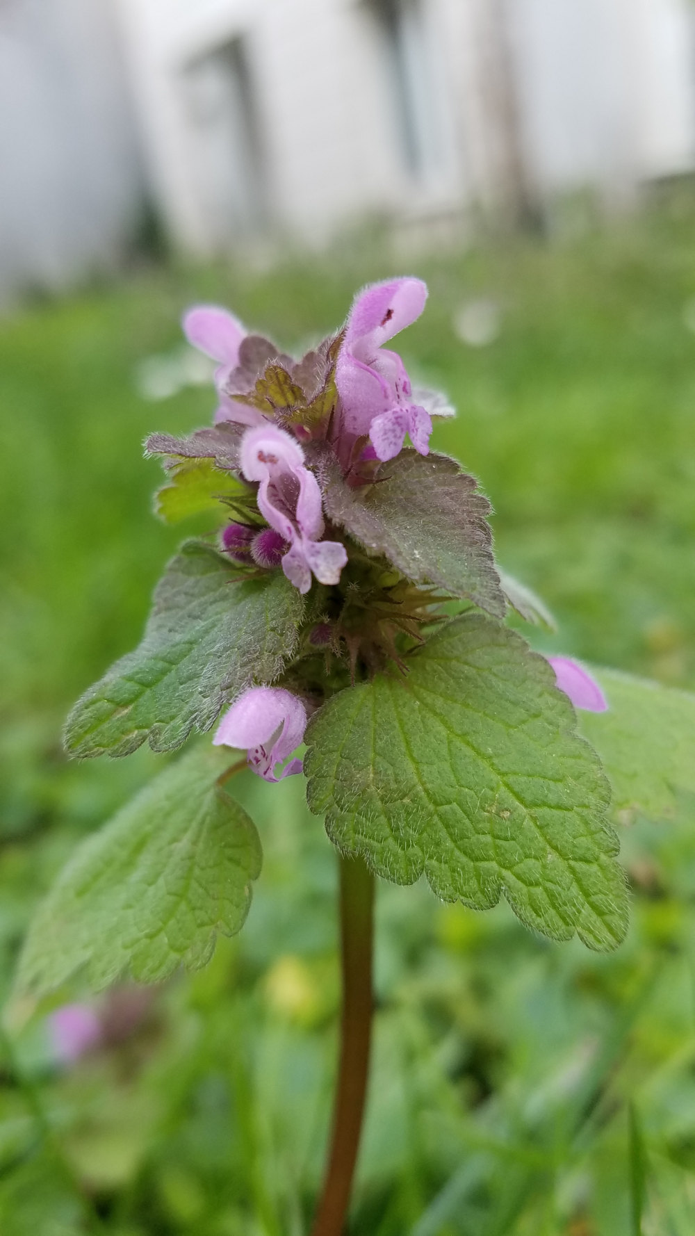 Annexe 20200327_155751.jpg