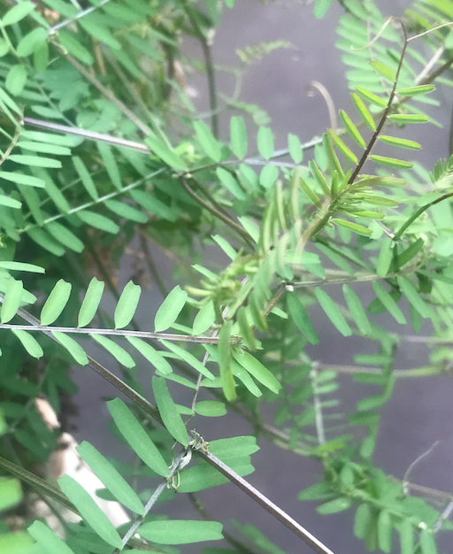 Annexe Capture d’écran 2020-03-27 à 16.49.06.png