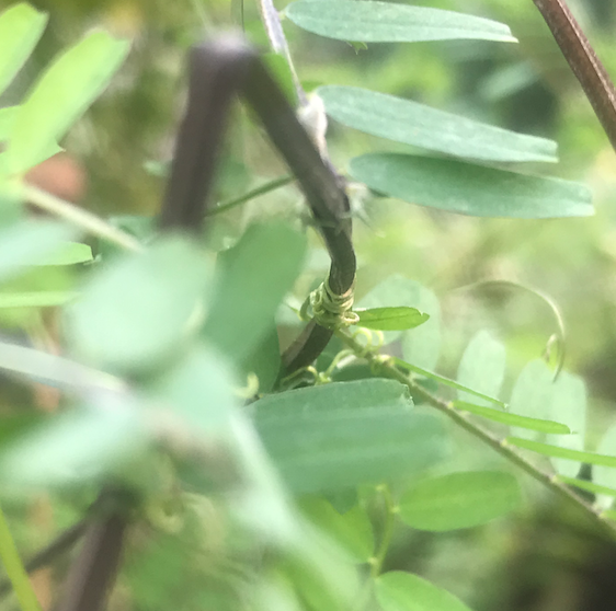 Annexe Capture d’écran 2020-03-27 à 16.49.18.png
