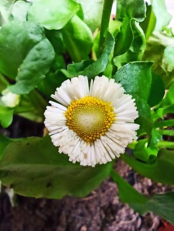 Annexe Bellis Perennis - Tête florale.jpg