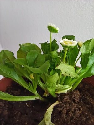 Annexe Bellis Perennis - Vue de profil.jpg