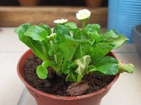 Annexe Bellis Perennis - Vue densemble.jpg