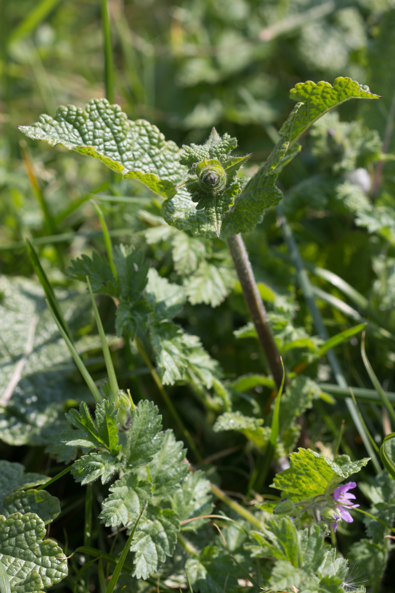 Annexe Bota.27.03.20-4bd.jpg