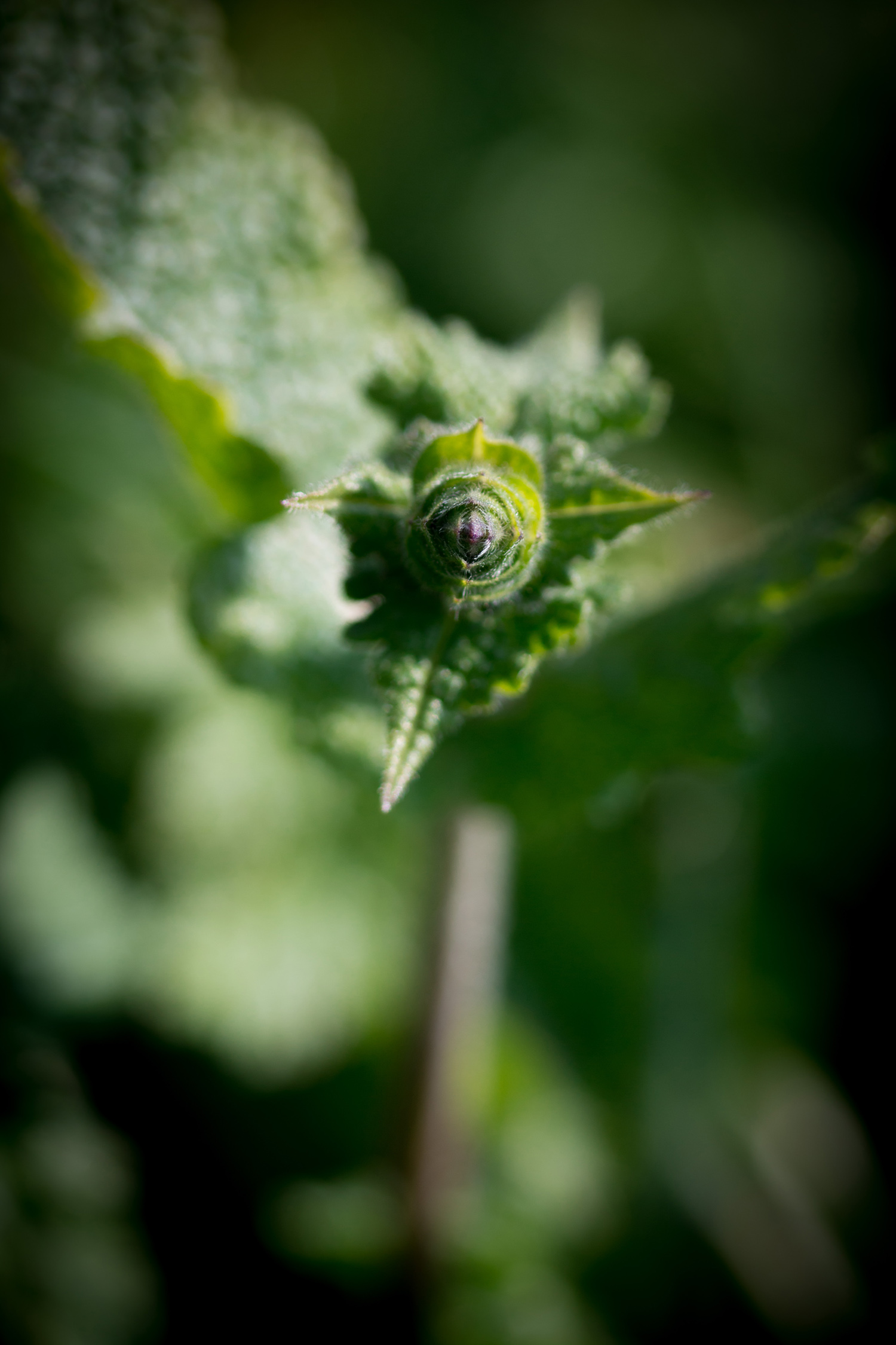 Annexe Bota.27.03.20-6bd.jpg