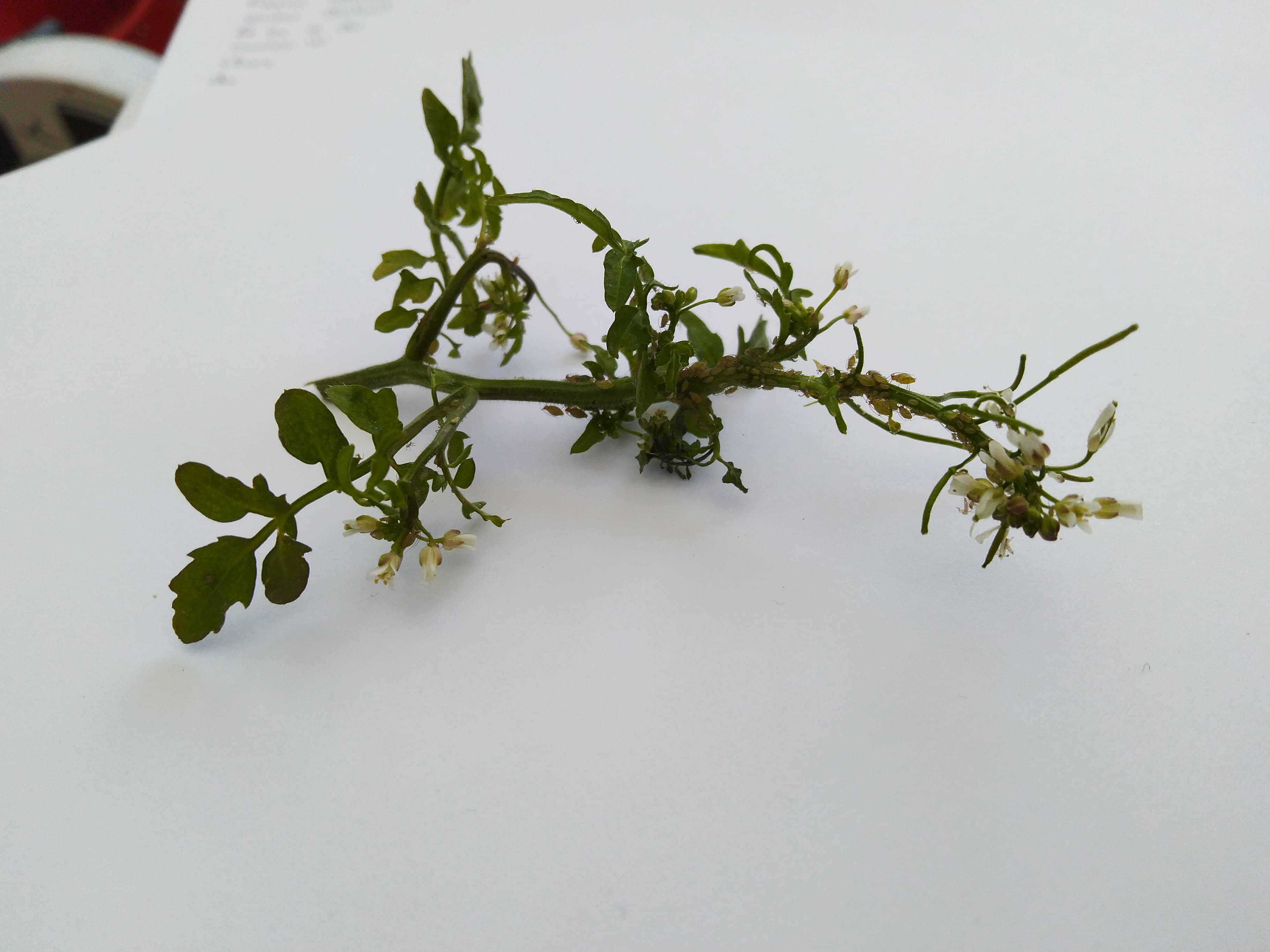 Annexe 91031226_199833548107261_6173847657857941504_n.jpg