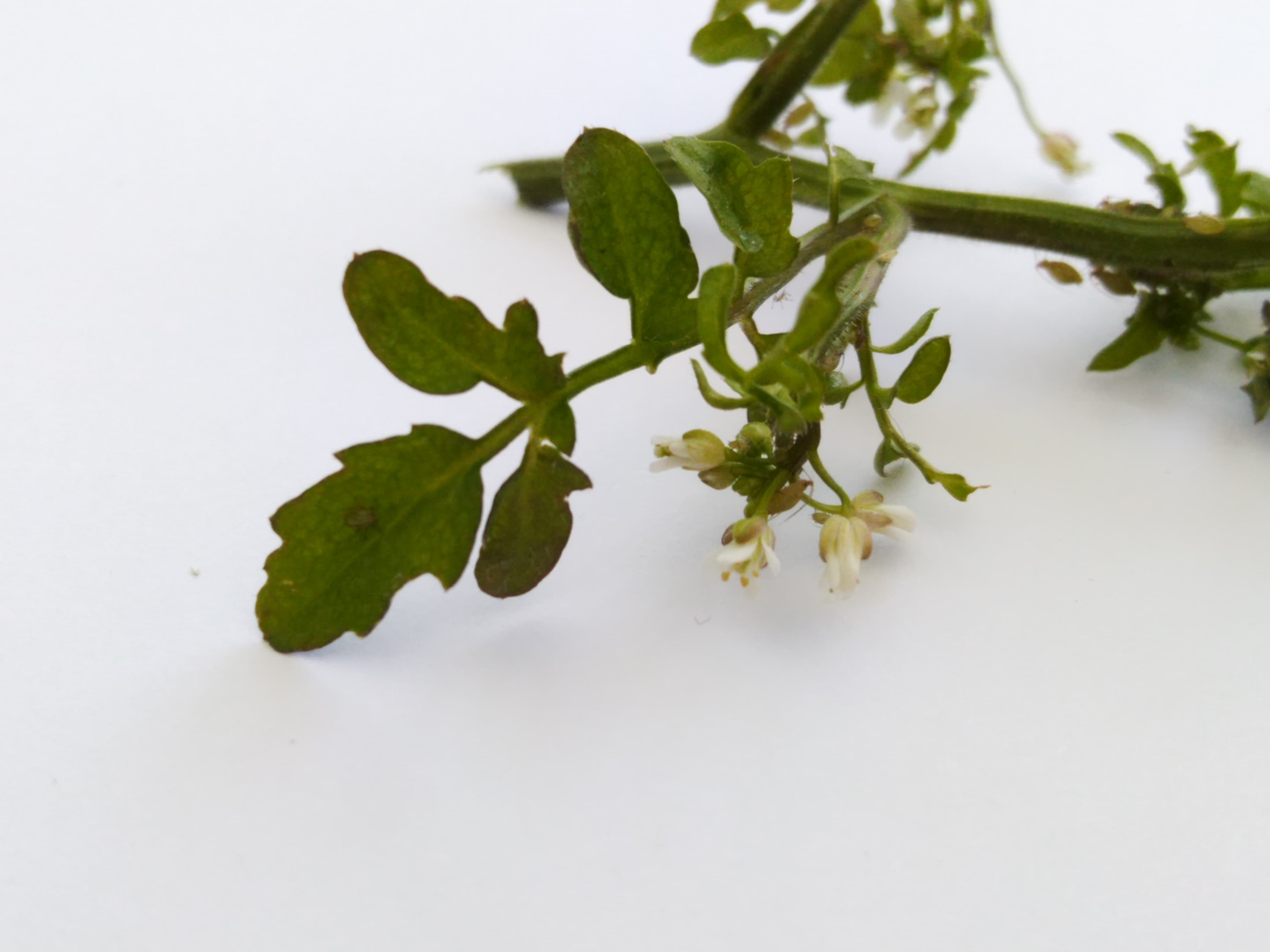 Annexe 91323242_664043017763057_8070353998562983936_n.jpg