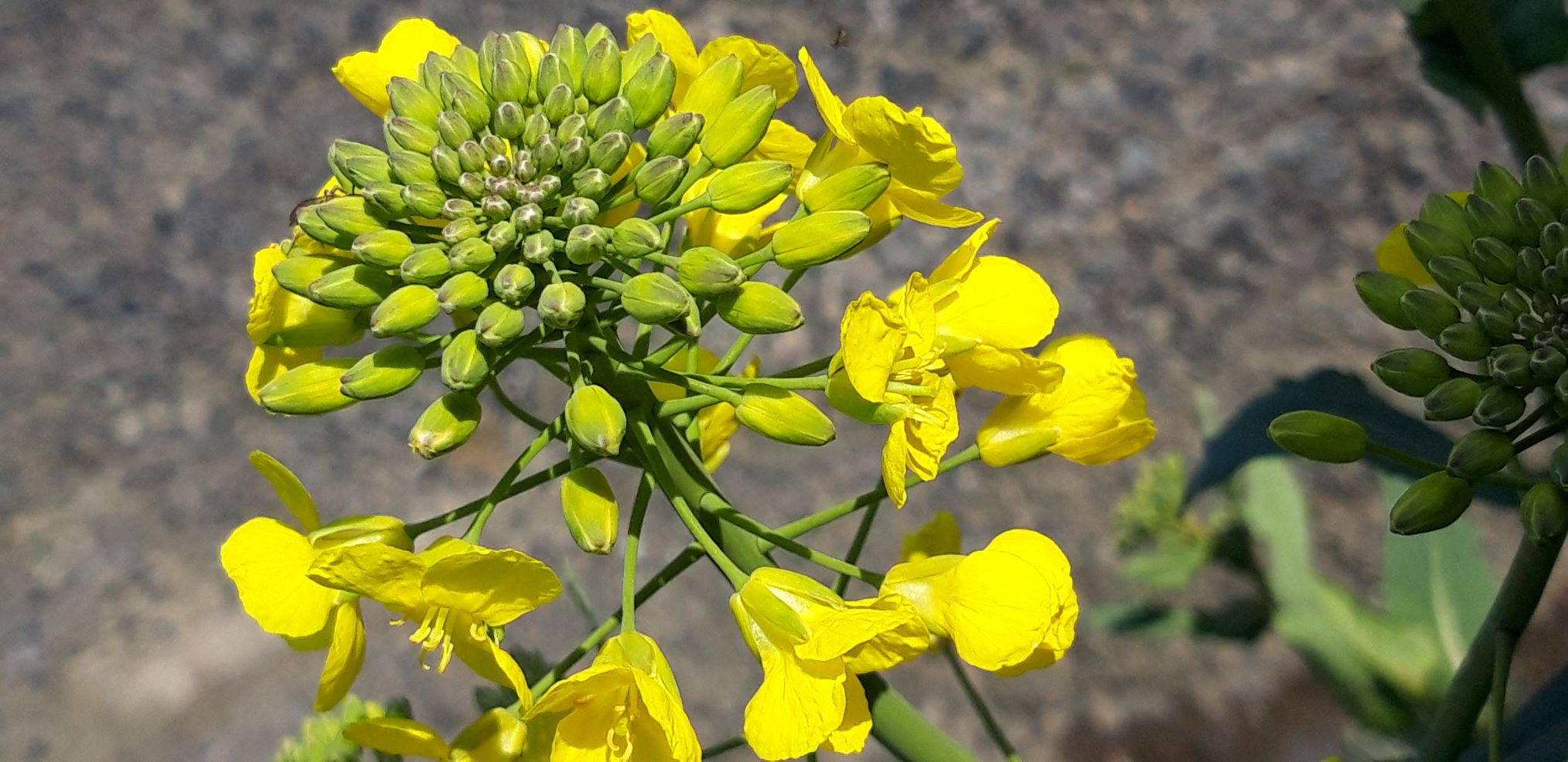 Annexe 1 1 Brassica napus 27 03 2020 Dinant.Be  M.JACOB .jpg