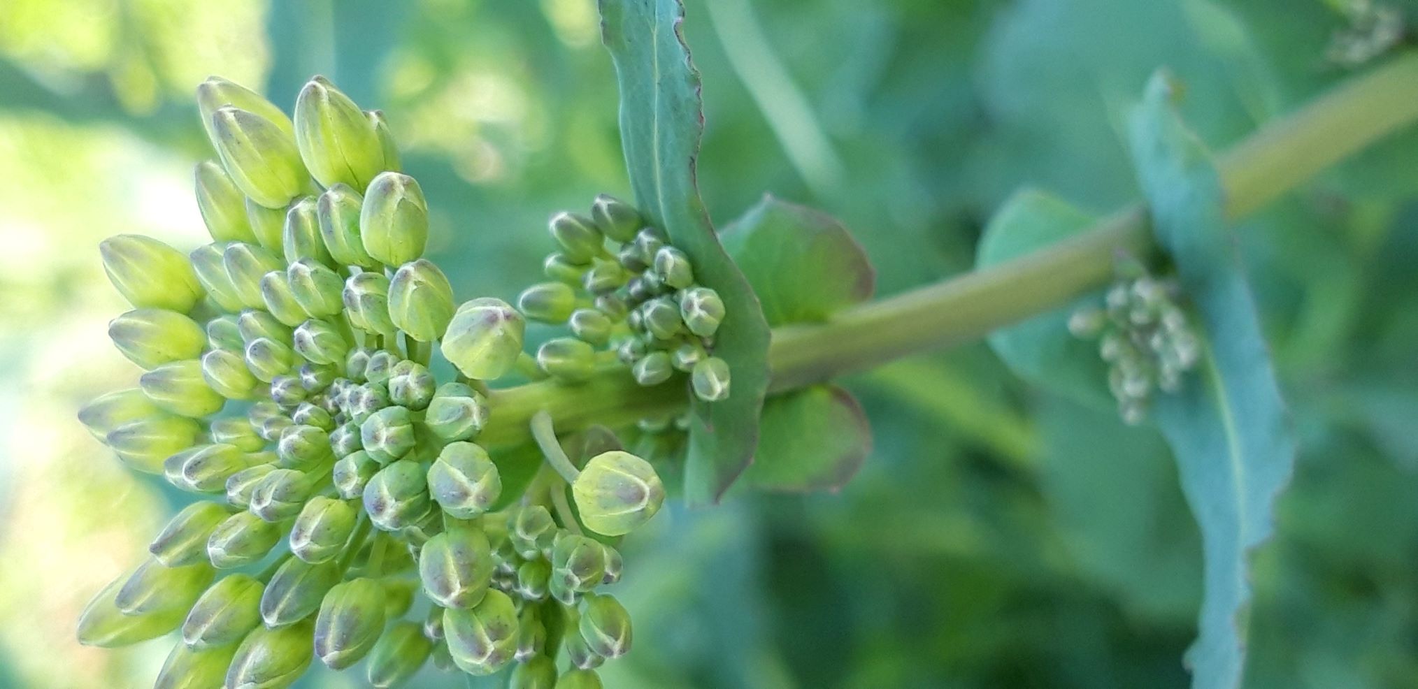 Annexe 2 1 Brassica napus  - 27 03 2020 Dinant .Be  M. JACOB.jpg