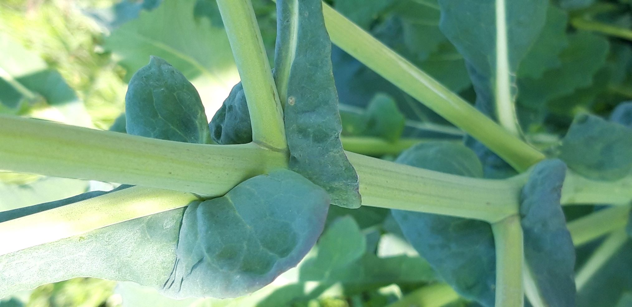 Annexe 3 1 Brassica napus  27 03 2020 Dinant.Be  M. JACOB .jpg