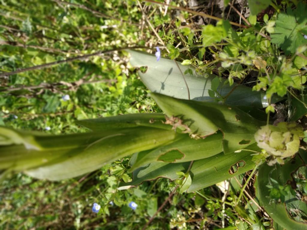 Annexe mini_IMG_20200327_134348.jpg