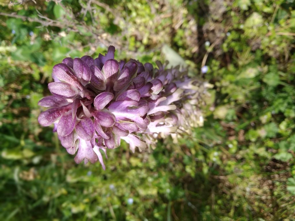 Annexe mini_IMG_20200327_134500.jpg