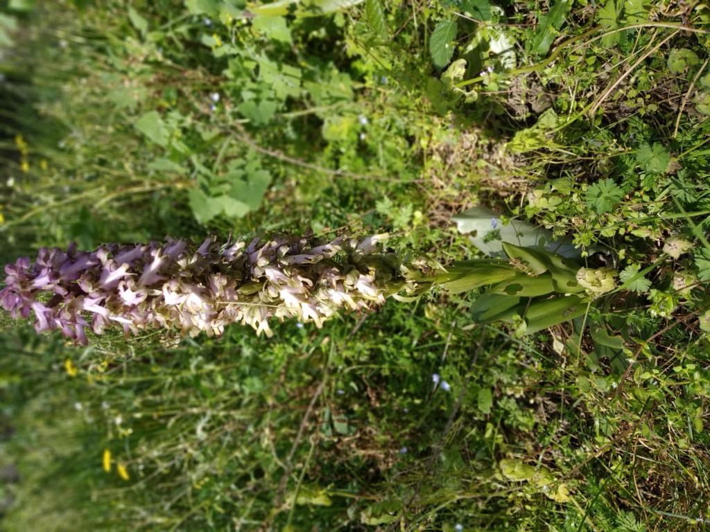 Annexe mini_IMG_20200327_134710.jpg