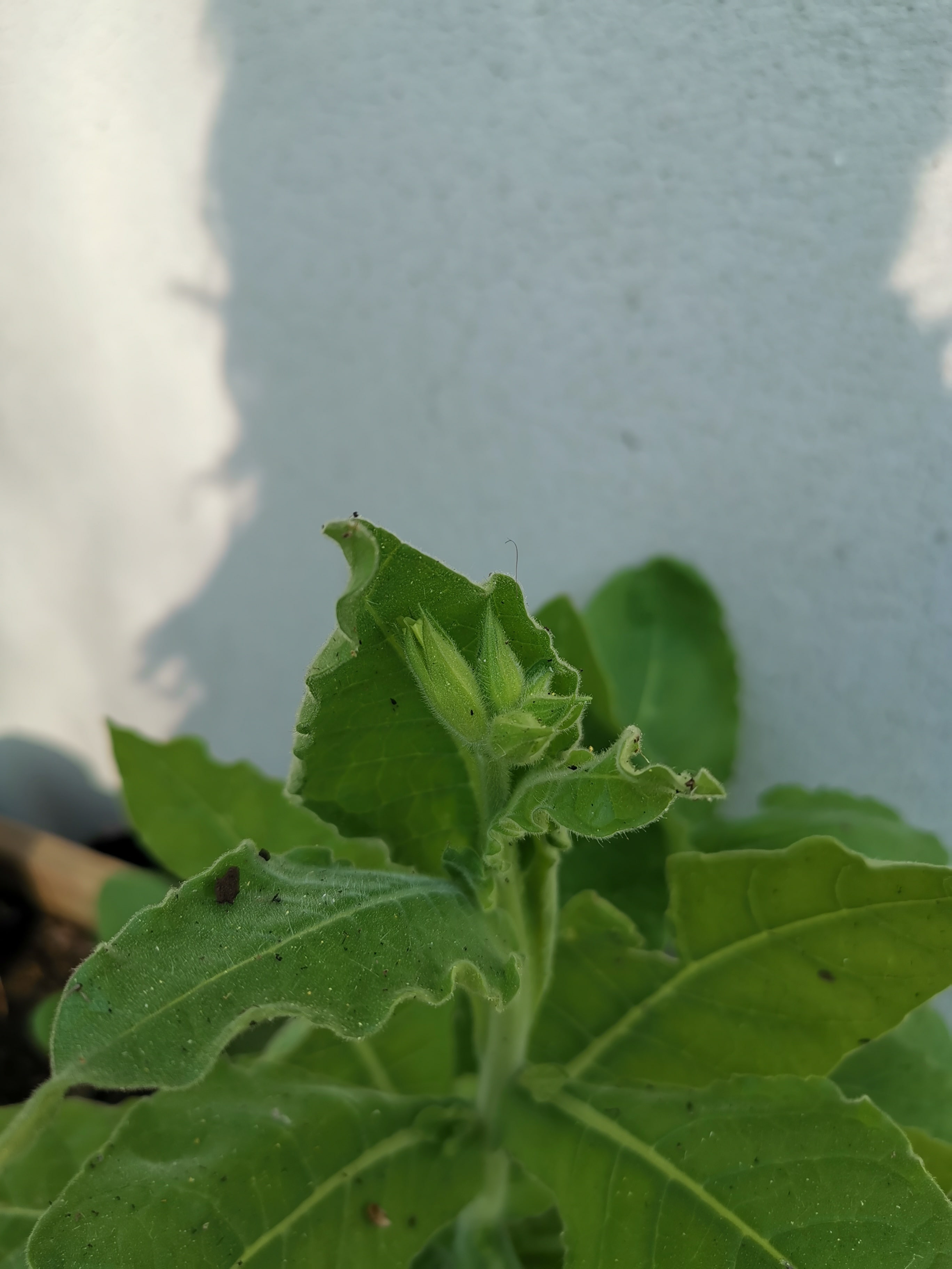 Annexe IMG_20200327_160513-min.jpg