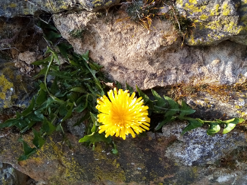 Annexe IMG_20200327_170852_resize_72.jpg