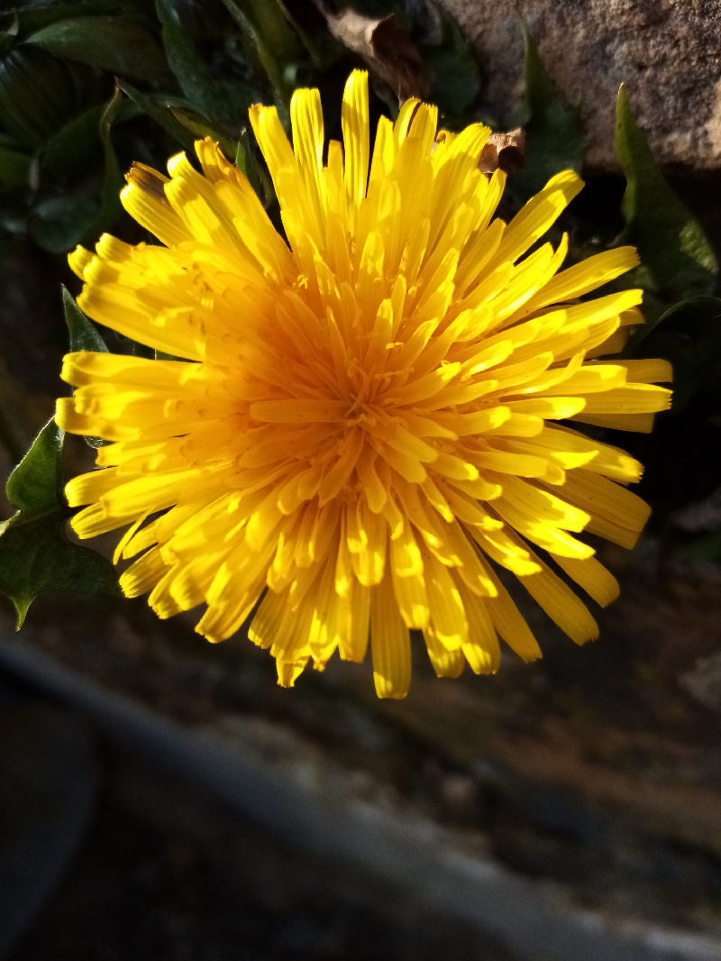 Annexe IMG_20200327_170903_resize_9.jpg