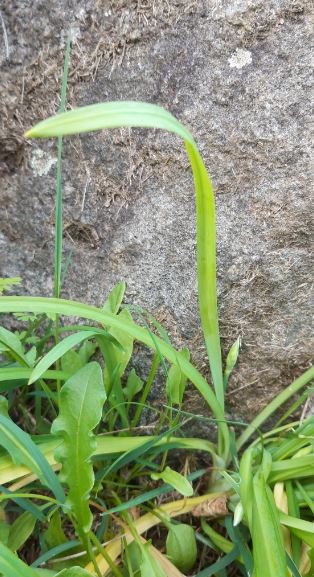 Annexe ail triquetre - détail feuille.JPG