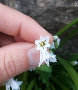 Annexe ail triquetre - détail fleur.JPG