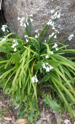 Annexe ail triquetre - vue densemble.JPG