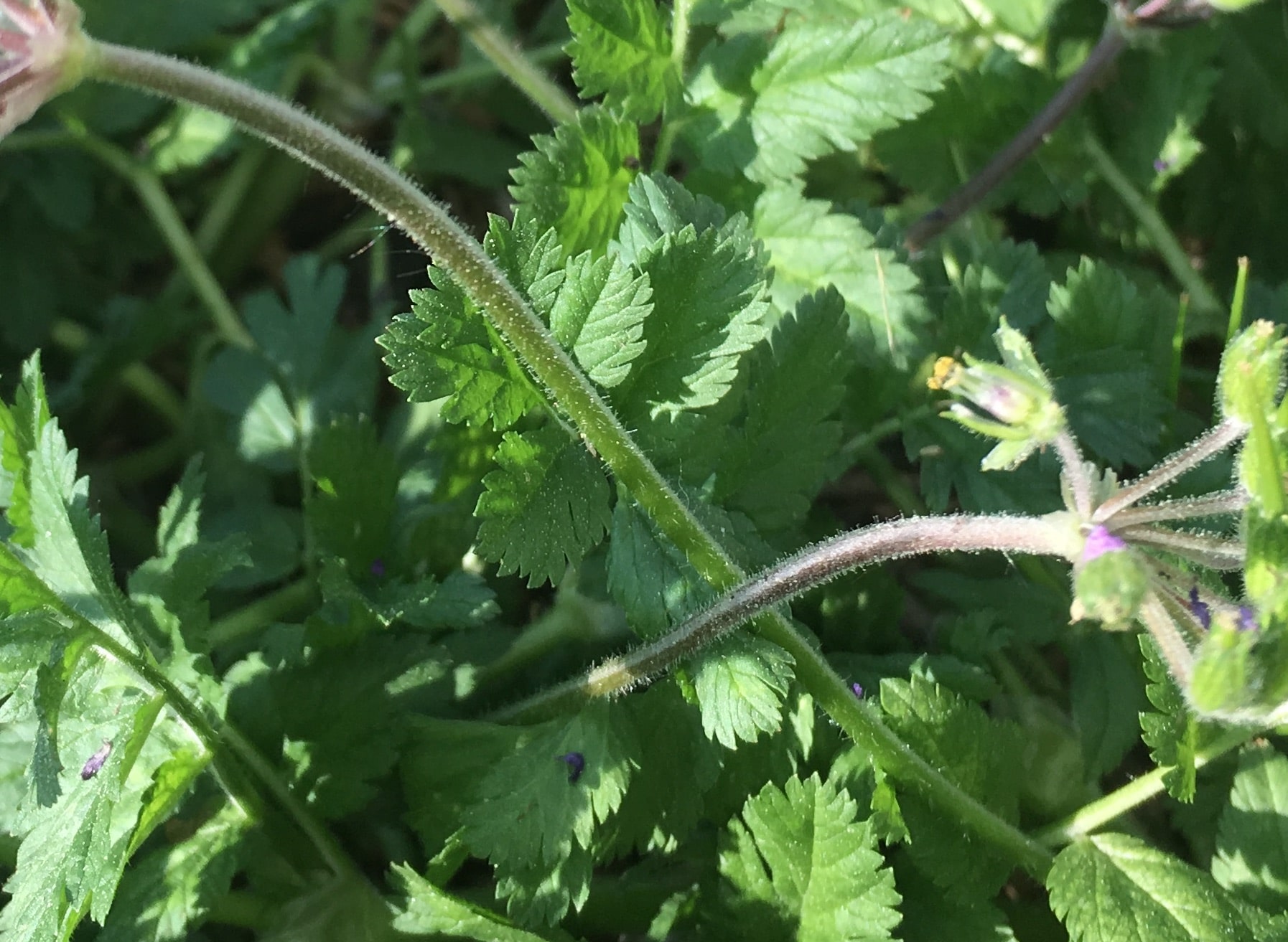Annexe feuilles fleur violette-min.JPG