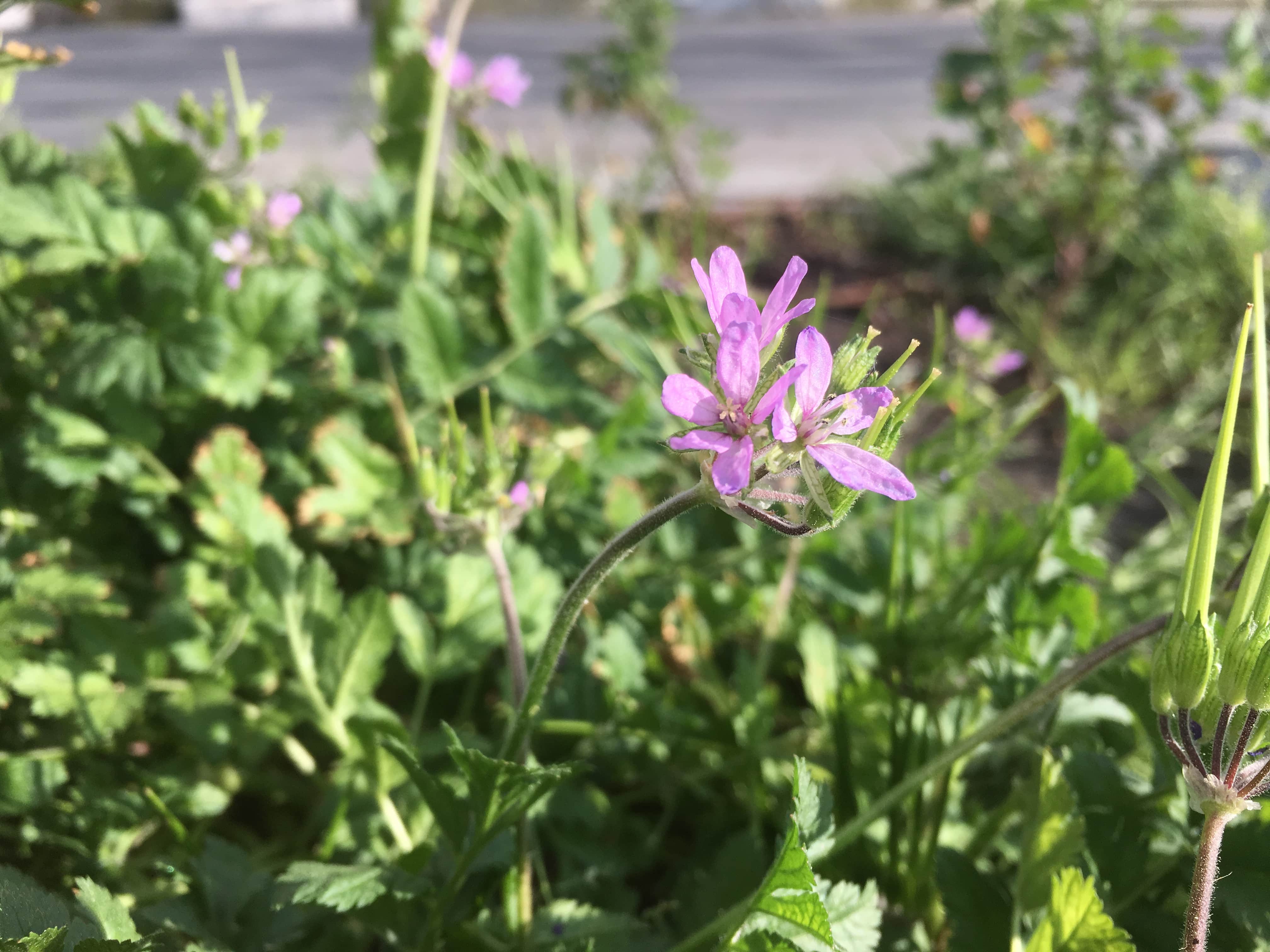 Annexe fleur violette vue côté et tige-min.JPG