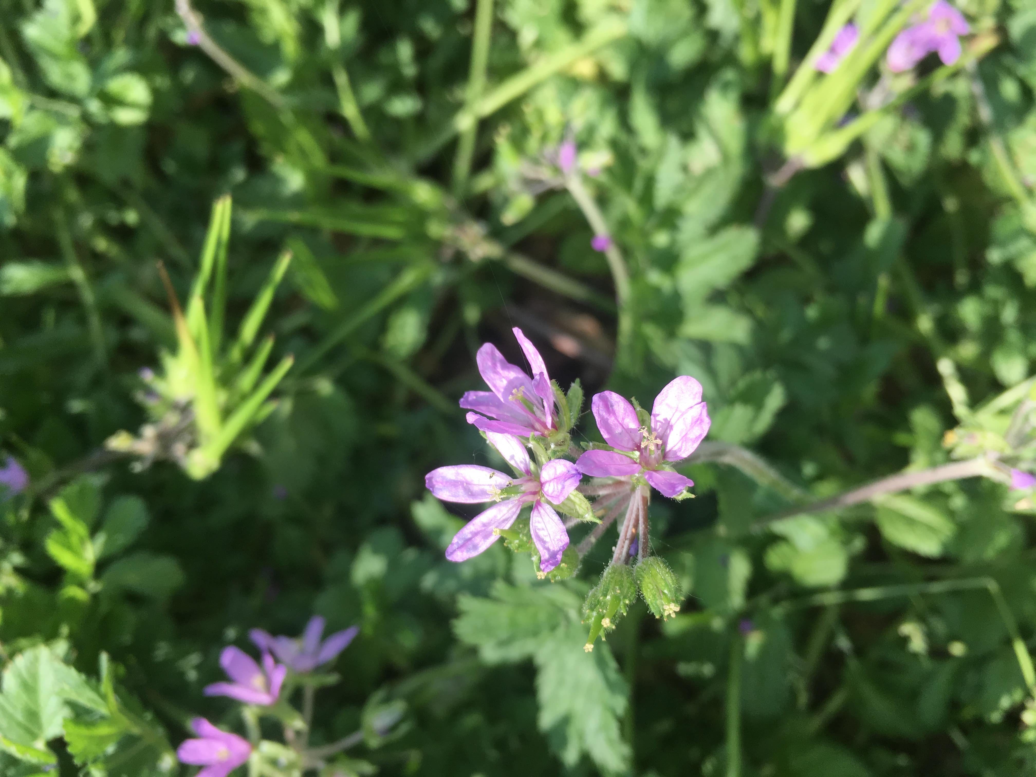 Annexe fleur violette vue haut-min.JPG