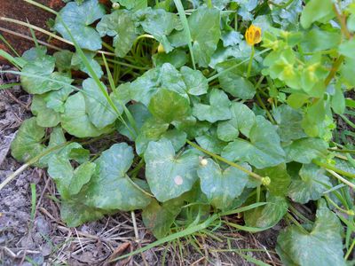 Annexe ficaire feuilles.JPG