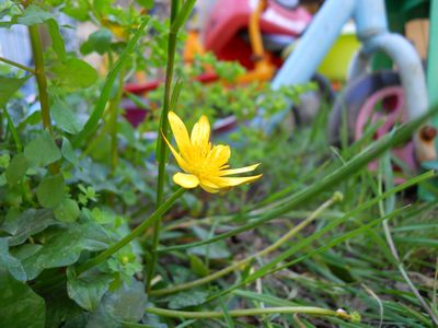 Annexe ficaire fleur profil.JPG