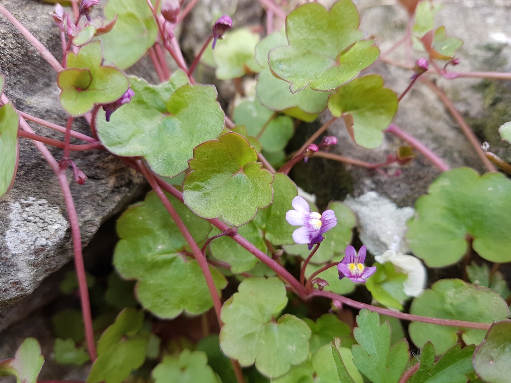 Annexe Cymbalaria_muralis (4).jpg