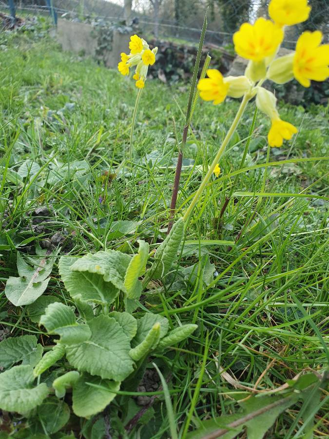 Annexe 1585325563678.JPEG