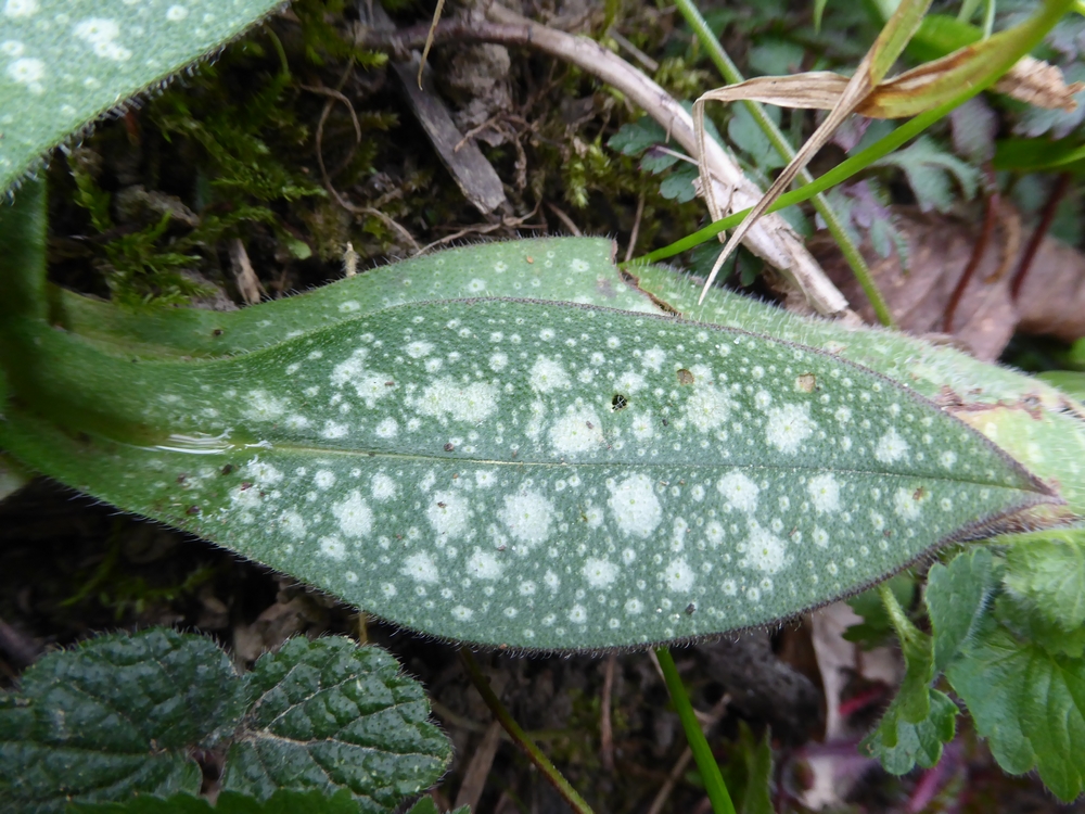 Annexe feuille pulmonaire.jpg