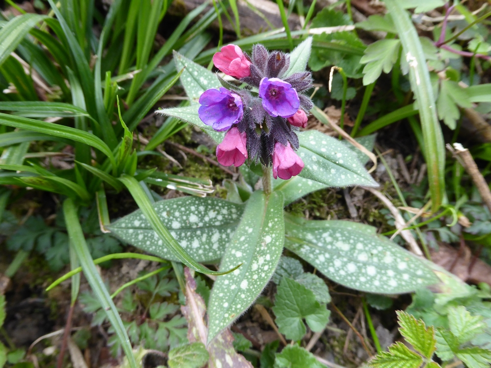 Annexe pulmonaire totale.jpg