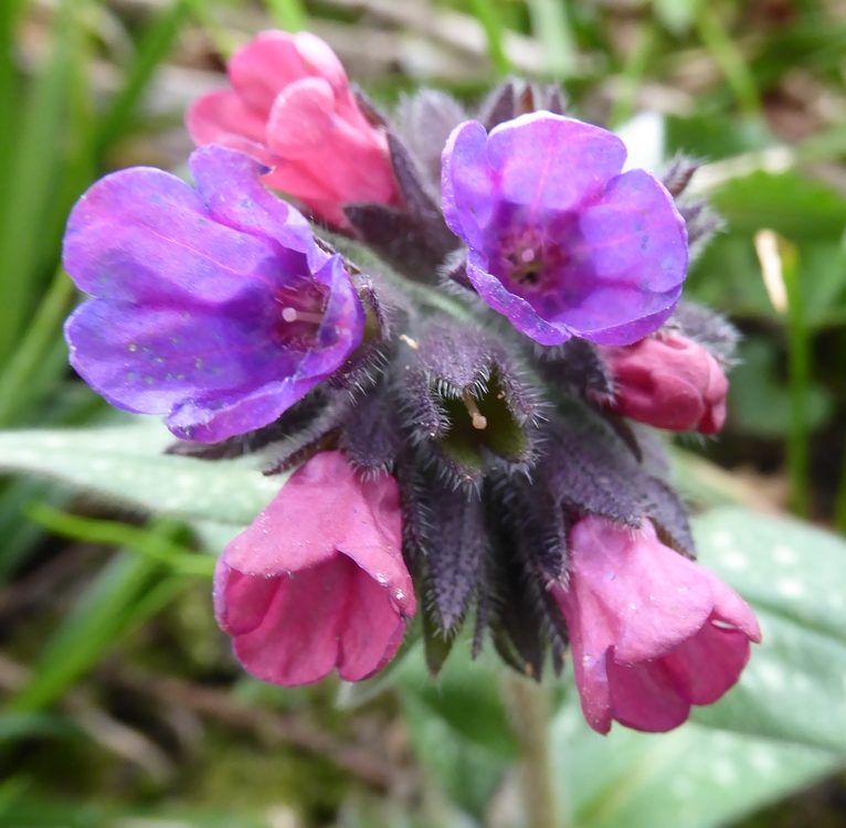 Annexe pulmonaire.jpg